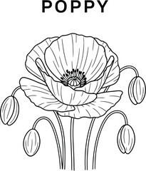 Elegant poppy flower illustration with buds on a clean white background art