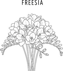 Elegant freesia flower bouquet illustration in black and white line art style