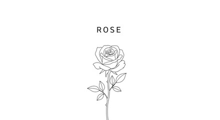 Elegant rose illustration in minimalist line art style on a clean white background