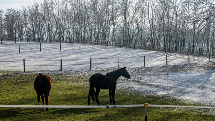 Pferd auf der Weide im Winter bei Rauhreif