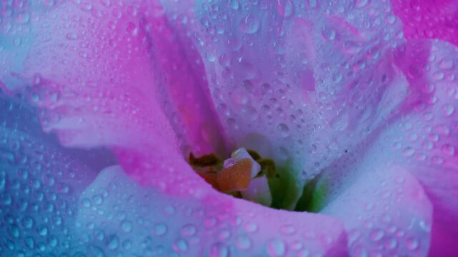 Wet bloom. Neon exotic flower. Defocused purple blue colorful water plant eustoma nature liquid pistils on abstract art background.