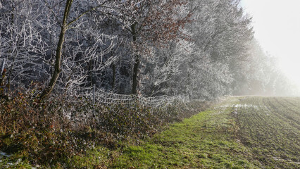 Winterspaziergang mit Rauhreif