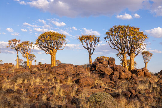 Quiver trees under a clear Namibian sky