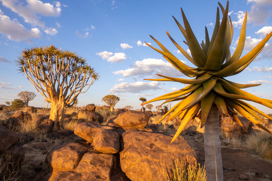 Quiver trees at sunset in the Namibian wilderness