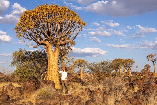 Quiver trees in Namibia's sunlit landscape