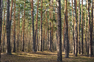 Naklejka premium Pine forest in sunny summer day.