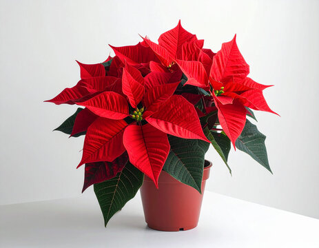Weihnachtsstern