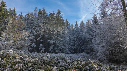 Winterspaziergang mit Rauhreif