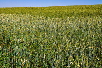 A vast, vibrant green wheat field stretches to the horizon under a clear, deep blue sky. A perfect image of agriculture, growth, and the serene beauty of the rural countryside on a bright, sunny day