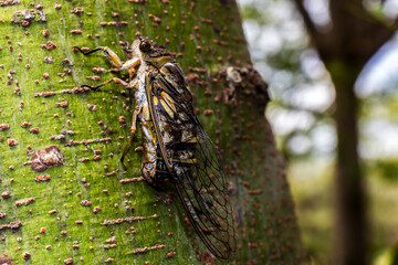 A large cicada insect clings to the textured bark of a tree. A detailed macro shot from nature, showcasing the creature's camouflage and intricate wings in its natural forest habitat