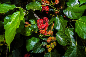 Close-up of ripe and unripe mulberries on the branch. The detailed texture of the fruit cluster is surrounded by vibrant green leaves, showcasing the natural growth of this sweet, edible berry.