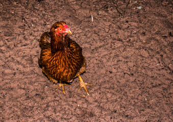 A brown hen stands on dirt ground, looking up at the camera. High-angle, close-up shot of a free-range chicken on a rural farm, capturing details of its feathers and the soil texture.