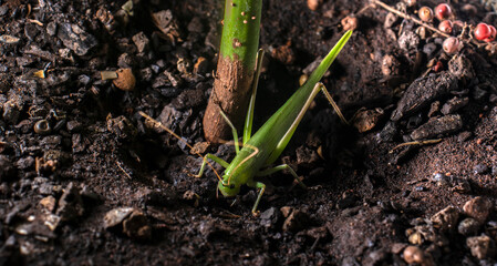 A vibrant green katydid, or bush-cricket, rests on dark, rich soil in Brazil. This detailed macro shot highlights the insect's leaf-like camouflage, long antennae, and natural garden habitat.
