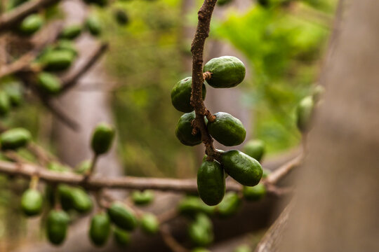 Unripe green jocote fruits (Spondias purpurea), also known as seriguela, growing on a tree branch in a natural setting.