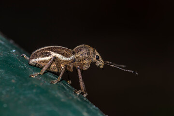 Macro photo of a White-fringed Weevil, Naupactus leucoloma on a green surface. Detailed highlighting the insect's textured exoskeleton, prominent rostrum, snout, and distinctive white dorsal stripe