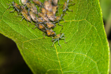 A macro shot of a group of orange and black Brown Marmorated Stink Bug nymphs (Halyomorpha halys) clustered together on a bright green leaf, showcasing their distinct markings and striped antennae.