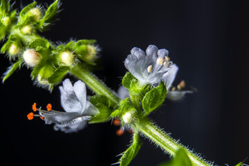 Macro shot of a sweet basil (Ocimum basilicum) inflorescence. Detailed view of the delicate white flower, vibrant orange anthers, and hairy stem, isolated on a dark background.