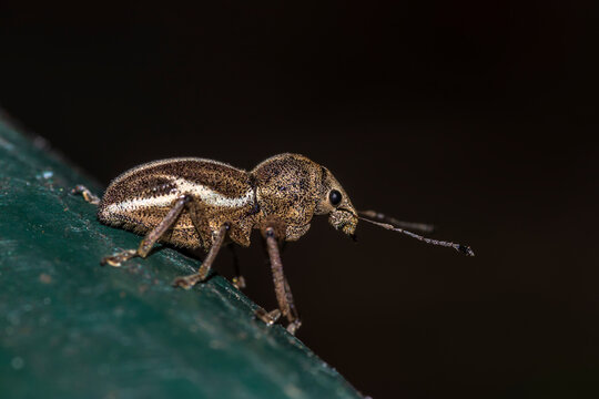 Macro photo of a White-fringed Weevil, Naupactus leucoloma on a green surface. Detailed highlighting the insect's textured exoskeleton, prominent rostrum, snout, and distinctive white dorsal stripe
