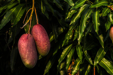 Close-up of ripe Tommy Atkins mangoes hanging from a lush green mango tree branch under the sun in Brazil