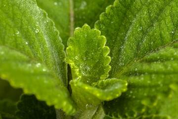 Close-up of fresh, wet green leaves of Boldo (Plectranthus barbatus), a famous medicinal herb from Brazil, showcasing its rich, moist texture.