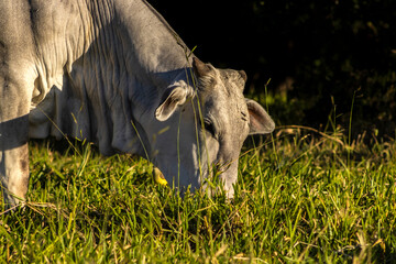 Zebu Nellore cow in the pasture area of a beef cattle farm in Brazil