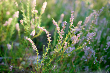 Fototapeta premium Pink common heather (Calluna vulgaris) blossoming outdoors.
