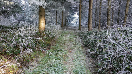 Winterspaziergang mit Rauhreif