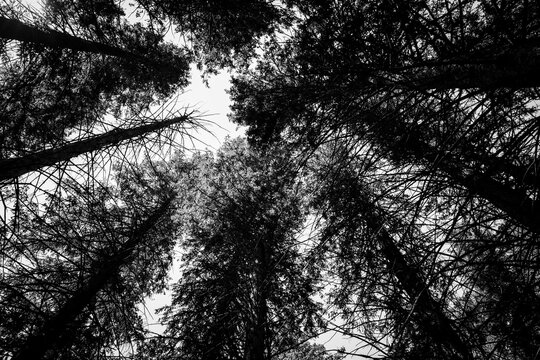 View of tall trees reaching towards the sky in a forest during daylight
