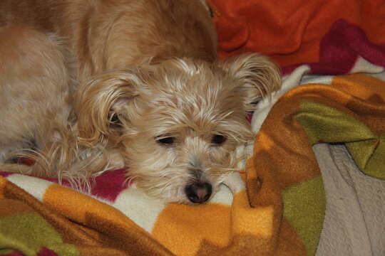 Cagnolino
