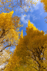 都心散歩　晩秋の神宮外苑いちょう並木