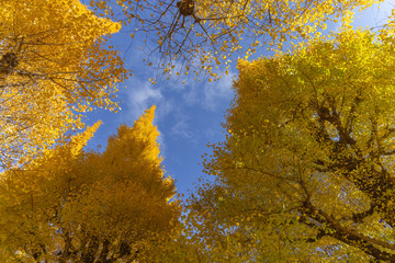 都心散歩　晩秋の神宮外苑いちょう並木