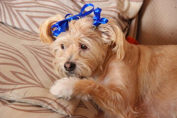 Cagnolina in festa © Massimo