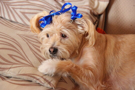 Cagnolina in festa