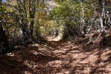 Wide forest path covered with brown autumn leaves, winding through a colorful fall forest with vibrant yellow, orange and green foliage. Peaceful and scenic seasonal landscape