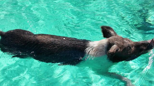Pig Beach At Exuma Islands In Black Point Bahamas. Swimming Pigs. Beach Landscape. Shades Of Blue Watercolor. Pig Beach In Exuma Islands In Black Point Bahamas. Caribbean Wildlife.