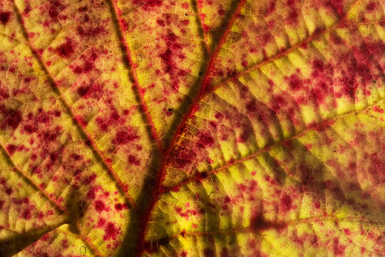 Close-up of vibrant autumn leaf vein detail