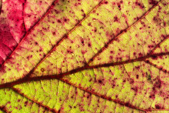 Macro view of vibrant autumn leaf