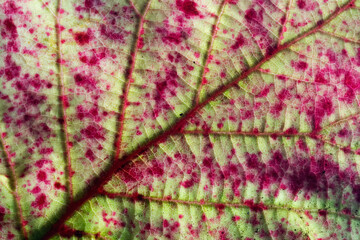 Autumn leaf macro with red and green patterns