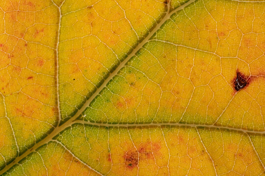 Detailed view of an autumn leaf with veins visible