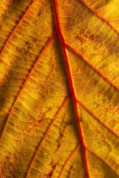 Close-up of autumn leaf showing intricate details