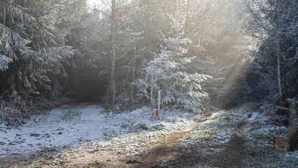 Winterspaziergang mit Rauhreif