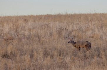 Buck Whitetail Deer During the Rut in Autumn in Colorado
