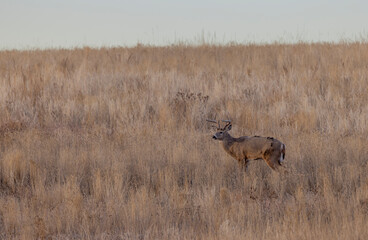 Buck Whitetail Deer During the Rut in Autumn in Colorado