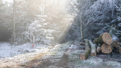 Holzlagerplatz im Wald