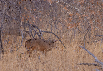 Buck Whitetail Deer During the Rut in Autumn in Colorado