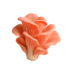 Fresh pink oyster mushroom cluster for cooking and gardening use