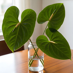 green anthurium 