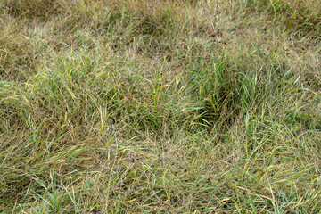 Unmown lawn. Field of wild, tall grasses. Tall autumn grass. flattened, wavy lawn
