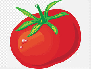 tomato vector illustration