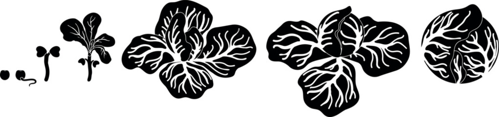 Black silhouette of life cycle of cabbage plant from planting a seed and sprout to harvesting the head of cabbage isolated on white background